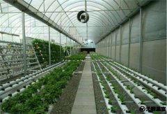 温室大棚高性能温室大棚进行栽培管理模式